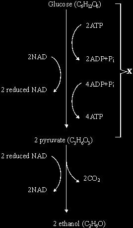Q4. (a) The main stages in anaerobic respiration in yeast are shown in the diagram. (i) Name process X.