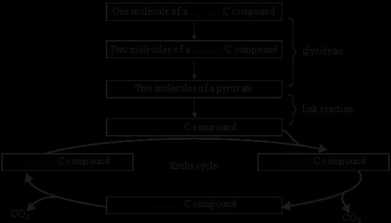 Q5. The boxes in the diagram represent substances in glycolysis, the link reaction and the Krebs cycle.