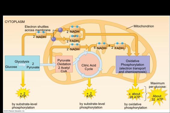 Other Starting Molecules Proteins and fats can also be used to generate ATP through cellular respiration. These should not be relied on all the time it can result in damage to the cell.
