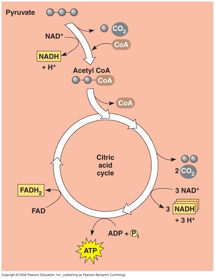 CELLULAR RESPIRATION Student Packet SUMMARY ALL LIVING SYSTEMS REQUIRE CONSTANT INPUT OF FREE ENERGY Cellular respiration is a catabolic pathway in which glucose and other organic fuels (such as