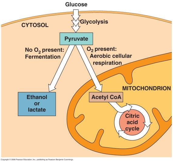 Hydrolysis of ATP releases a large amount of free energy and powers endergonic metabolic reactions required to maintain organization, growth and reproduction.