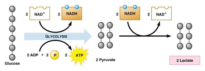 2 ATP molecules per one molecule of glucose in the cytosol.