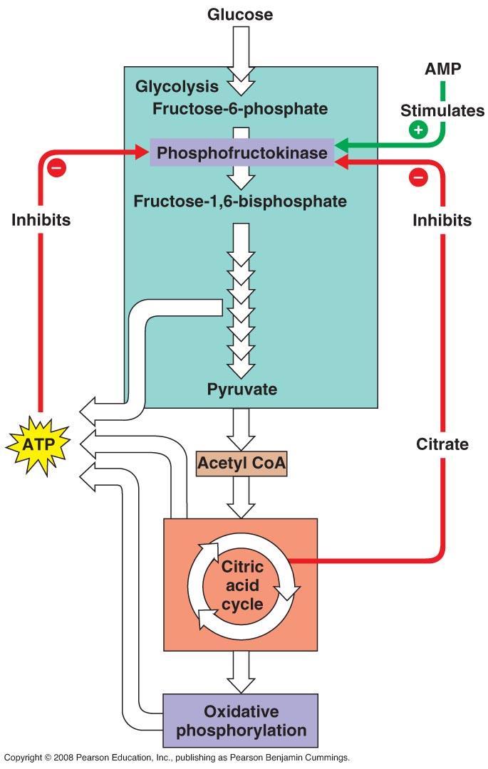 Glycolysis is the first step of both aerobic and anaerobic respiration.