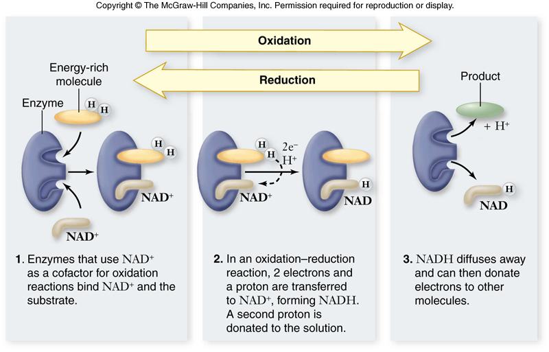 All organisms use cellular respiration to extract energy from organic molecules.