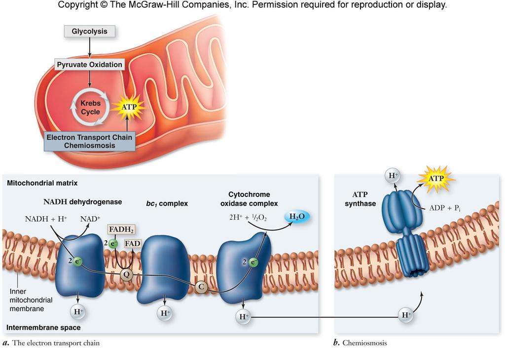 Electron Transport Chain The electron transport chain (ETC) is a series of membrane-bound electron carriers.