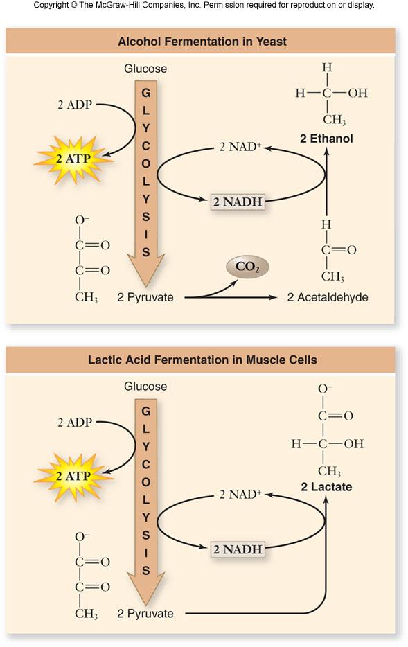Catabolism of Protein & Fat Catabolism of proteins: -amino acids undergo deamination to remove the amino group -remainder of the amino acid is