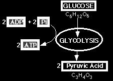 Both aerobic and anaerobic respiration begin with glycolysis Glycolysis is the process by which