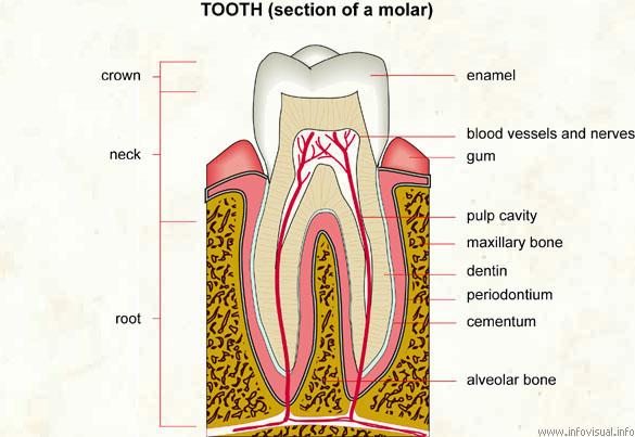4 Figure 2.1: Dental anatomy To prevent cavitations due to ph, maintenance of a healthy tooth structure along with good dietary habits is essential.