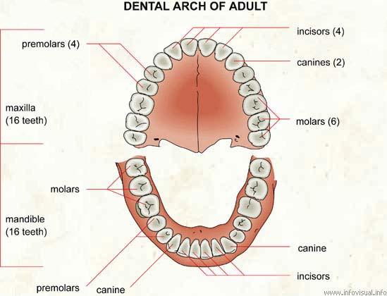 7 loading and unloading, which occurs during grinding and mastication. Dental enamel along with dentine forms a composite structure that can withstand high loads.