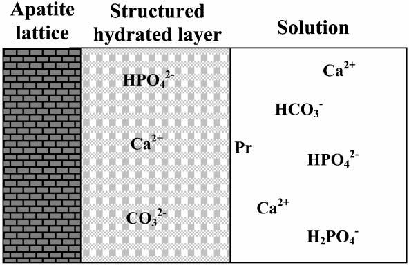 14 Figure 2.5 Hydration layer (Adapted from Cazalbou et al., 2004) 2.1.5 Arrested Lesions: Flourine (F - ), Chlorine (Cl - ), or other negative ions that have strong affinity to the biological