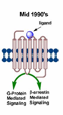 ligand-specific receptor conformations