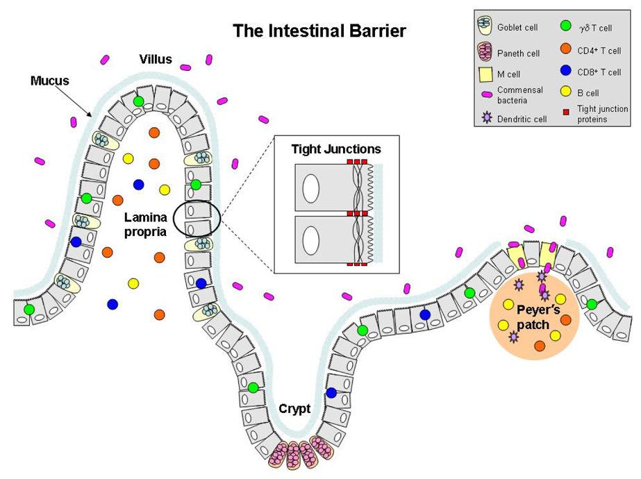 Protective mechanisms Non-Mechanical Normal gut flora Secretory IgG GALT Dentritic cells Macrophages Antigen