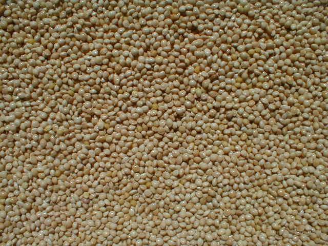 Millet Seeds Slender