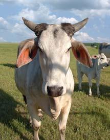 n infect many cows. c. Causes early abortion; can be cleared if cow sheds all membranes at birth.