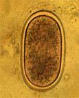 Can permit transfer of hyperparasite to new host - the host of the parasitized parasite. a.