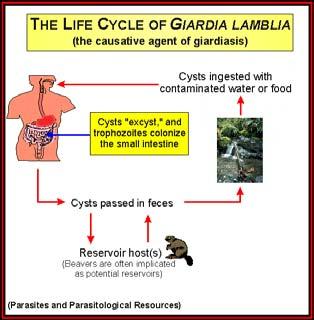 lamblia Pathology 1.