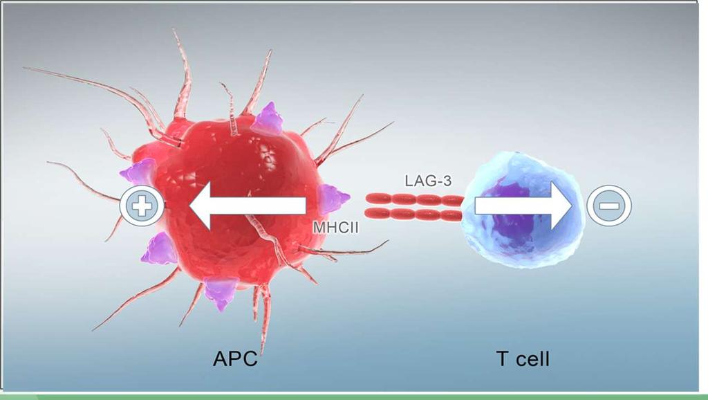 LAG-3 as a Therapeutic Target LAG-3 is widely expressed on tumor infiltrating lymphocytes (TILs) and cytotoxic T cells Prime target for an immune checkpoint blocker Functionally similar to CTLA-4