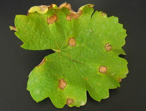 bidwellii is most likely to harbour on leaves, stems and fruit of grapevines and minor hosts. Sources could include imported fruit or cuttings.