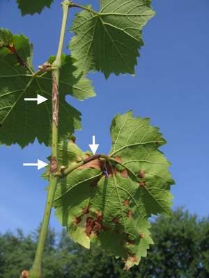On shoots, petioles and tendrils the lesions are initially tan, brown turning purple to