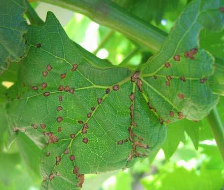 3.2 Confusion with other diseases Symptoms can be confused with those of black spot (anthracnose) disease caused by the fungus Elsinoe ampelina which is endemic in Australia.