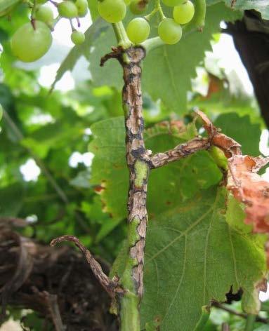 Stems and petioles develop raised cankers with sunken centres, whereas black rot lesions are less three-dimensional.
