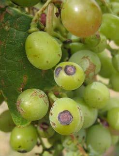 Symptoms of black spot (anthracnose) disease caused by the fungus Elsinoe ampelina on Vitis vinifera (table grape cv. Red globe); (a) leaf lesions, (b) stem cankers and (c) berry lesions.