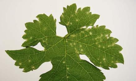 a b c d e Figure 5. Symptoms of Phomopsis cane and leaf spot disease caused by the fungus Phomopsis viticola on Vitis vinifera (cv.