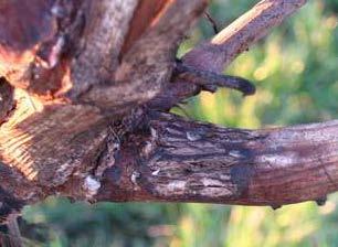 Symptoms to look for are brown circular lesions (often containing small black pycnidia) with reddish margins on leaves; brown/purple elliptical or elongated lesions on stems;