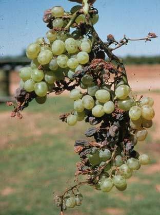 In vineyards, symptoms can be present both during the growing season and dormancy, as infected, mummified berries often remain hanging on the vine since they are not detached