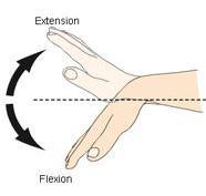 Anatomical terms of movement Flexion.