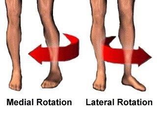 Medial Rotation to rotate the forearm so that the palm faces.backward.