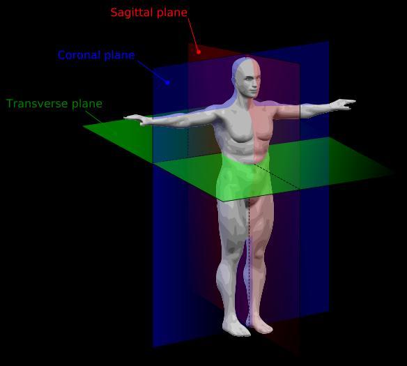 Anatomical Positions Cardinal Planes: 3 basic planes of motion Divides the body, as well as the foot, with 3 imaginary lines Sagittal splits