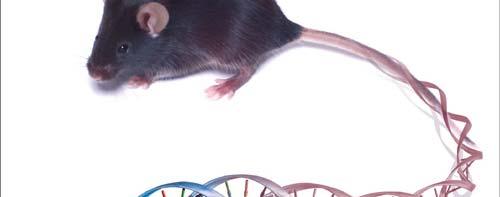 Transgenic Mice DNA