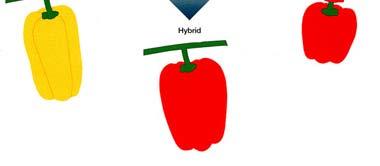 Breeding Schemes Hybrid breeding Male and female are of different inbred strains Offspring is a mixture (hybrid) of its parents First generation of hybrids is phenotypically and genotypically