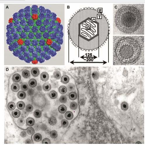 Herpesvirus (HSV) morphology and structure. (A) HSV type 1 virus icosahedral capsid.