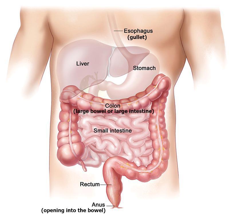 What is a Colonoscopy? Your doctor has advised that you should have a test to look inside your large bowel (also called the large intestine or the colon).