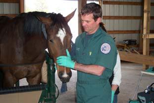 What Is Proper Equine Dentistry