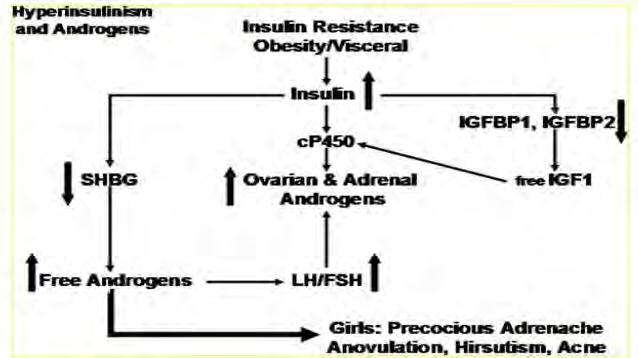 How does insulin resistance fit