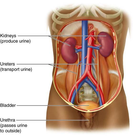 Urinary System Blood transports wastes to