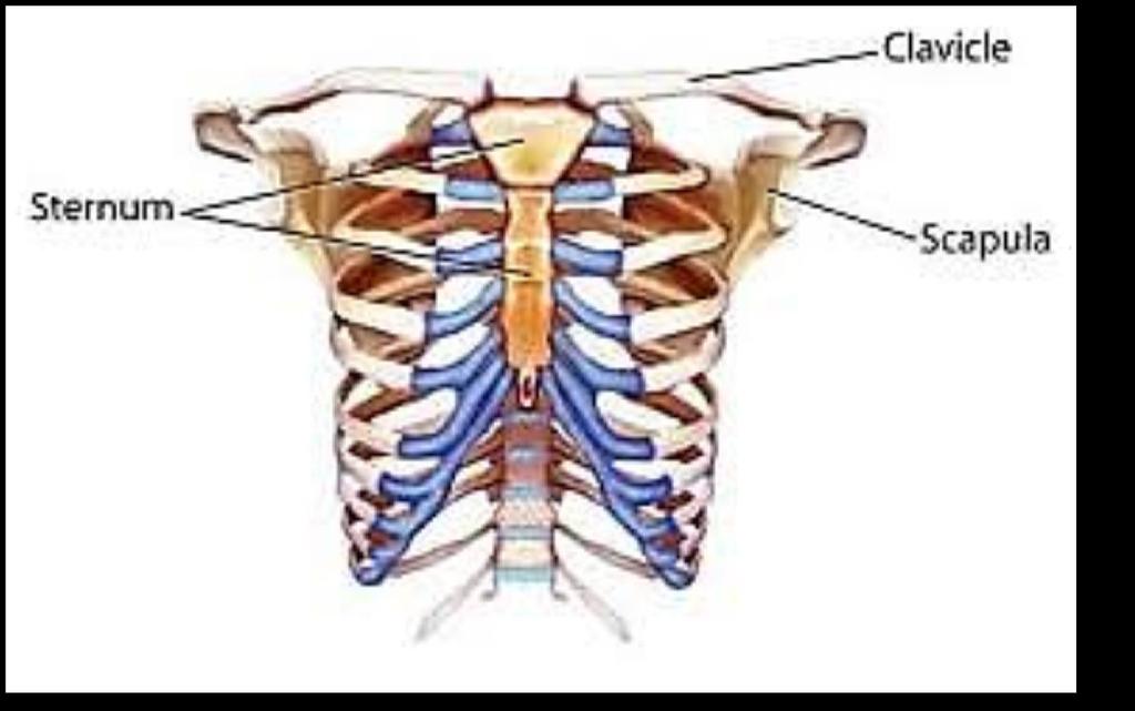 pectoral (shoulder) girdle