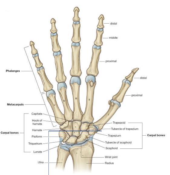 Wrist Palm Dorsum of hand