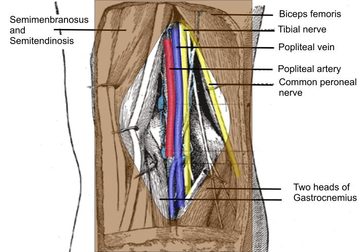 distal femur and proximal tibia head of the fibula patella (knee cap joints