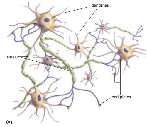 Synaptic Transmission The terminal branches of a single neuron allow it to join with many different
