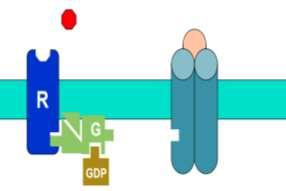 G-protein: direct control Binding of the