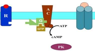 protein kinase (c-amp dependent protein kinase) which