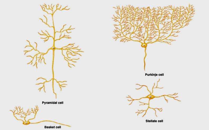 Neuronal morphology Bipolar: most rare, associated with some sense organs; retina, olfactory mucosa and inner