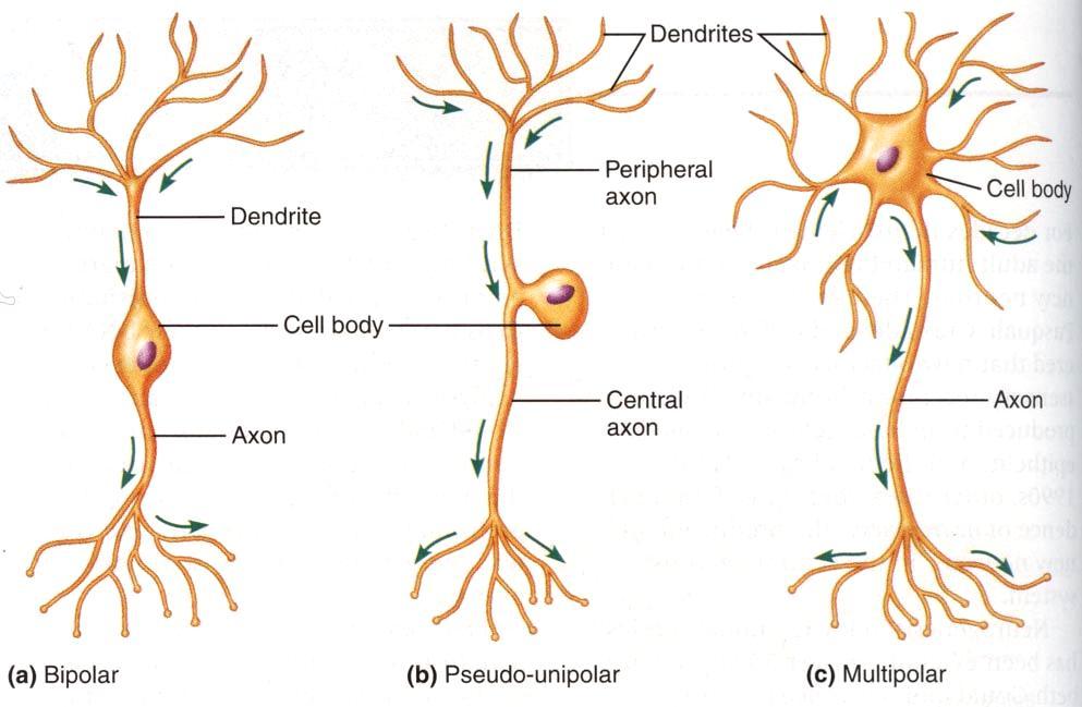 Multipolar: most neurons (e.g.