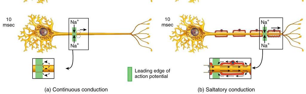 Transmission at Synapses A synapse is the junction between neurons or between a neuron and an effector Electrical