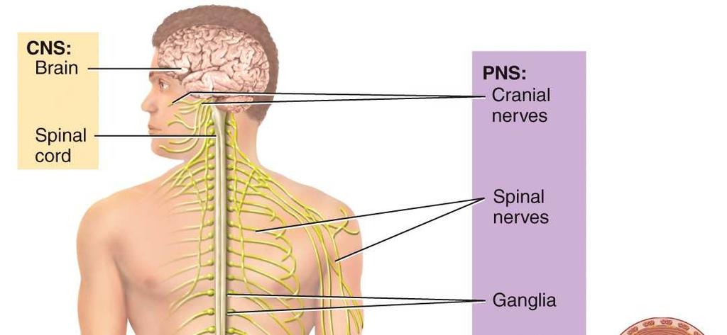 Layout of the Nervous System Organization of the