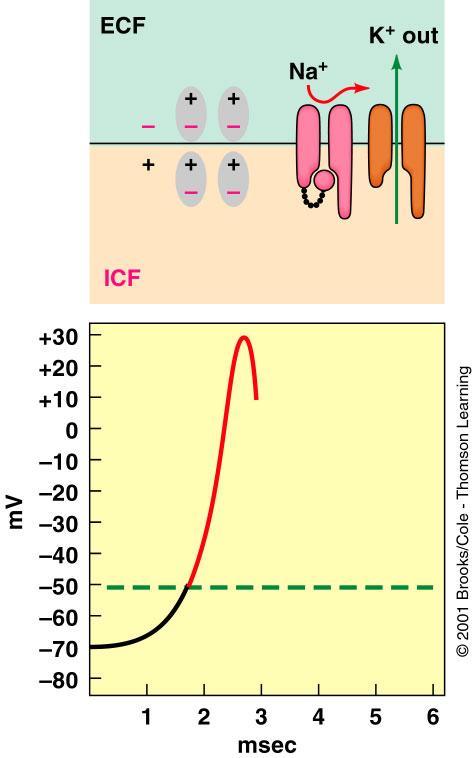 Voltage-gated K + channels open, K + ions leave the cell